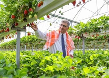 İzmir Büyükşehir Belediyesi üreticiye desteğini sürdürdü