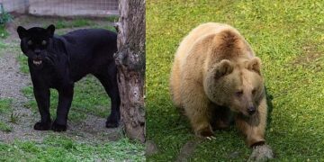 Jüliet ve Yumuk da artık İzmirli oldu