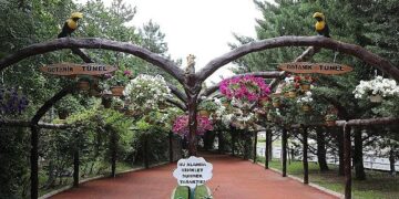 Keçiören’de Modern Serada Üretilen Çiçekler İlçeyi Süslüyor