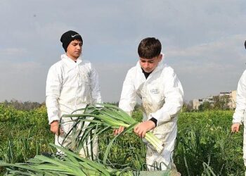 Osmangazi’de Pırasa Hasadıyla Doğallık Sofralara Taşınıyor