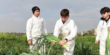 Osmangazi’de Pırasa Hasadıyla Doğallık Sofralara Taşınıyor