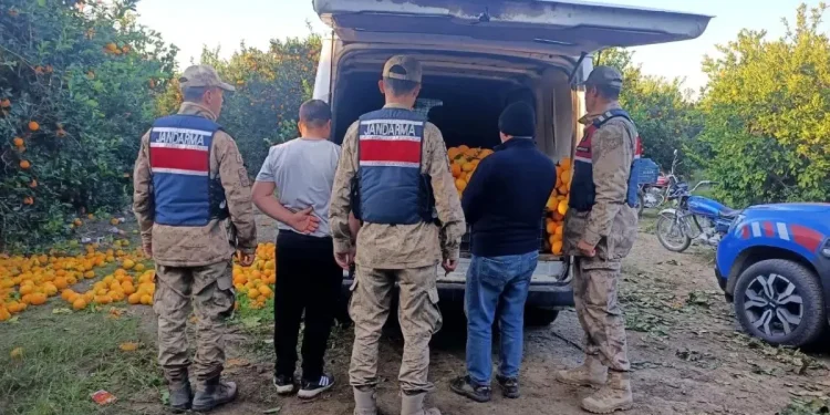 Portakal hırsızları suçüstü yakalandı