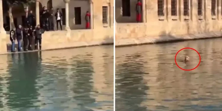 Balıklıgöl’e atlayan genç! O esnada dudaklarından tek cümle döküldü