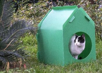 Başkan Tugay söz verdi, kediler sıcak yuvalarına kavuştu