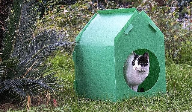 Başkan Tugay söz verdi, kediler sıcak yuvalarına kavuştu