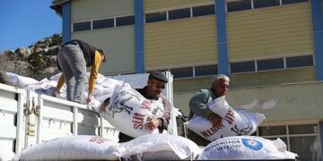 Büyükşehir’den 2025 yılında hayvancılığa 503 bin 625 kg yem desteği