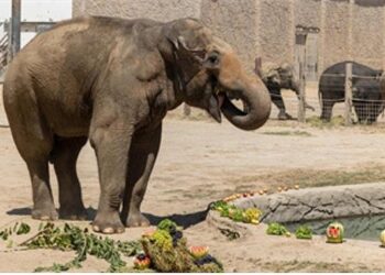 İzmir Doğal Yaşam Parkı’nın fillerine hayat kurtaran ayak bakımı