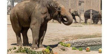 İzmir Doğal Yaşam Parkı’nın fillerine hayat kurtaran ayak bakımı