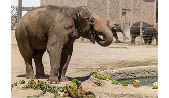 İzmir Doğal Yaşam Parkı’nın fillerine hayat kurtaran ayak bakımı