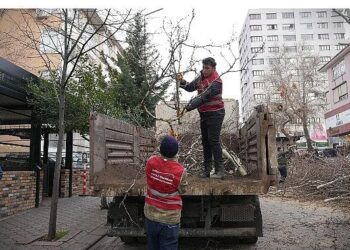 Keçiören’de Budama Çalışmasıyla Yeşil Örtü Korunuyor