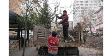 Keçiören’de Budama Çalışmasıyla Yeşil Örtü Korunuyor