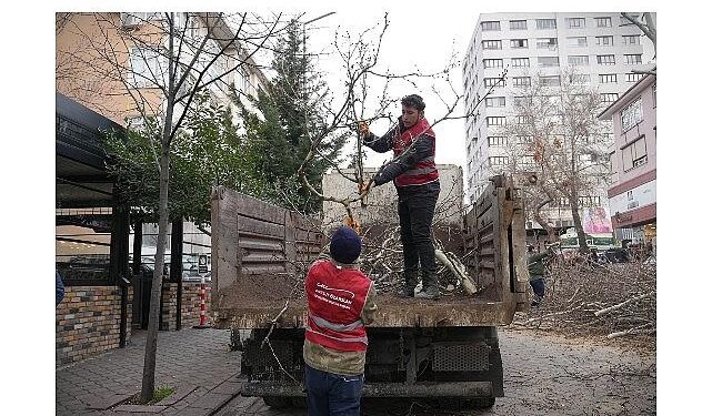 Keçiören’de Budama Çalışmasıyla Yeşil Örtü Korunuyor