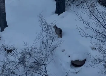 Sivas’ta yiyecek arayan vaşak yol kenarında görüntülendi