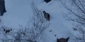 Sivas’ta yiyecek arayan vaşak yol kenarında görüntülendi
