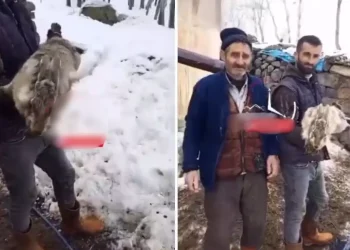 Ahıra giren çoban, devasa tavşan ile karşılaştı