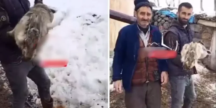 Ahıra giren çoban, devasa tavşan ile karşılaştı