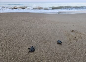 32 yılda 1,5 milyon caretta caretta denize kavuştu