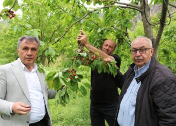 Oltu’da ‘misafir kirazı’ hasadı başladı